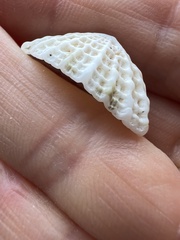 Diodora