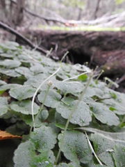 Dysopsis glechomoides