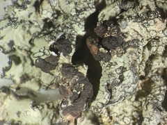 Tremella puncteliae