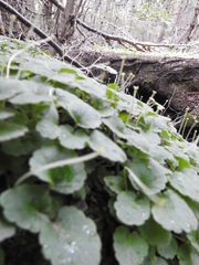 Dysopsis glechomoides