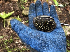 Terrapene carolina bauri