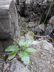 Adenocaulon chilense