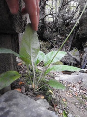 Adenocaulon chilense