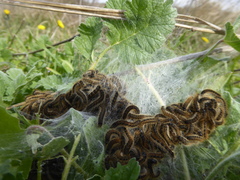 Malacosoma castrense