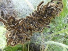 Malacosoma castrense