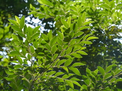 Diospyros buxifolia