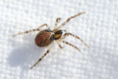 Theridion pictum