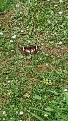 Hypolimnas bolina nerina