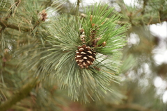 Pinus heldreichii