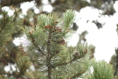 Pinus heldreichii