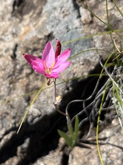 Hesperantha baurii