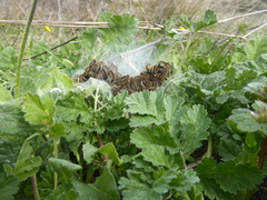 Malacosoma castrense
