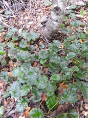Rubus geoides