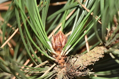 Pinus heldreichii
