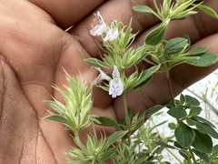 Hedeoma palmeri
