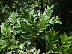 Diospyros buxifolia