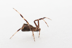 Episinus angulatus