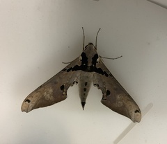 Adhemarius gannascus