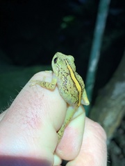 Pristimantis pastazensis