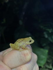 Pristimantis pastazensis