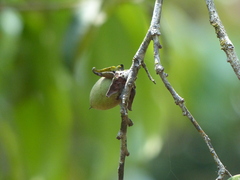 Diospyros candolleana