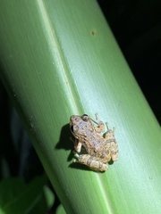 Pristimantis pastazensis