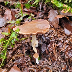 Psathyrella longistriata