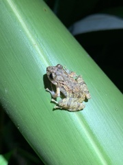 Pristimantis pastazensis