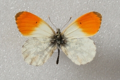 Anthocharis cardamines