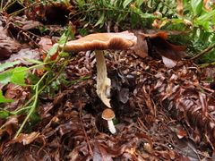 Psathyrella longistriata