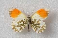 Anthocharis cardamines