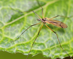 Prionolabis rufibasis