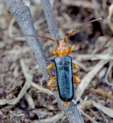 Phymatodes testaceus