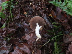 Psathyrella longistriata
