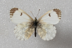 Anthocharis cardamines