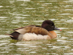 Anas platyrhynchos × Netta rufina