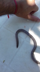 Amphisbaena darwinii