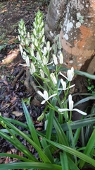 Albuca nelsonii