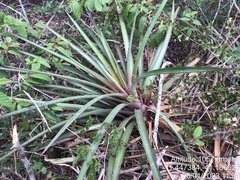 Hohenbergia