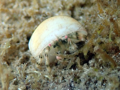 Pagurus brevidactylus