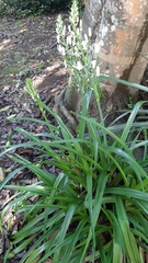 Albuca nelsonii