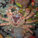 Hairy Clinging Crab - Photo (c) Sylvain Le Bris, some rights reserved (CC BY-NC), uploaded by Sylvain Le Bris