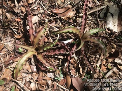 Cryptanthus