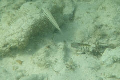 Halichoeres bivittatus