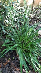 Albuca nelsonii