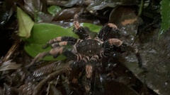 Megaphobema mesomelas