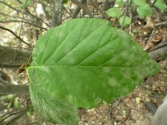 Erysiphe penicillata