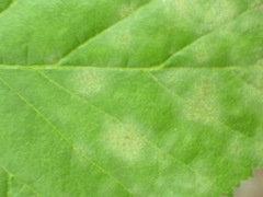 Erysiphe penicillata