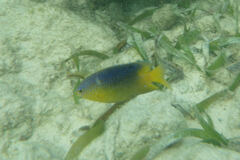 Stegastes leucostictus
