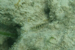 Malacoctenus triangulatus